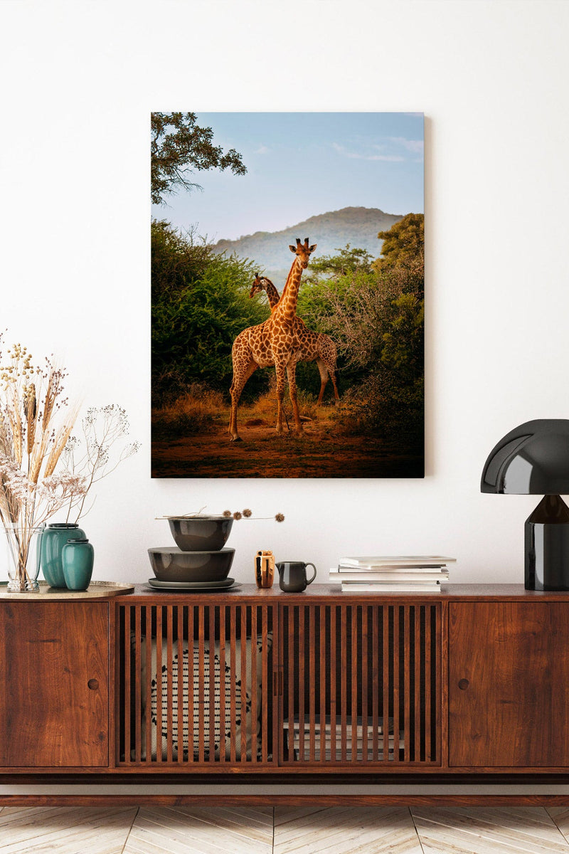 Morning with The Giraffes