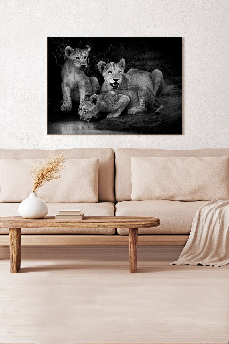 Lion cubs at twilight