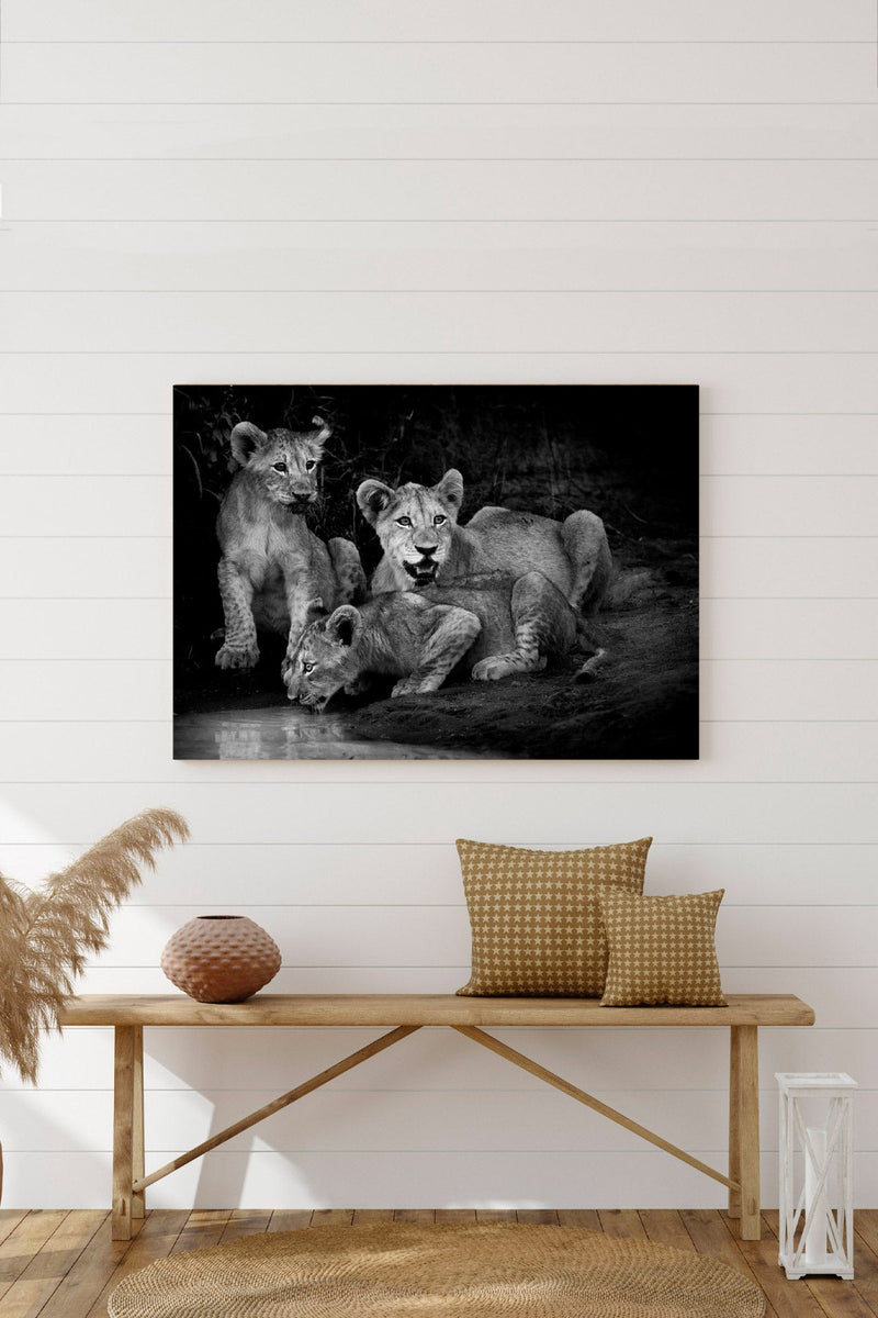Lion cubs at twilight