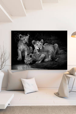 Lion cubs at twilight