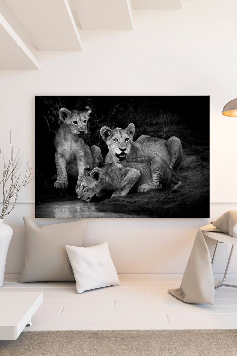 Lion cubs at twilight