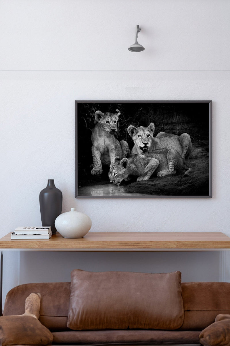 Lion cubs at twilight