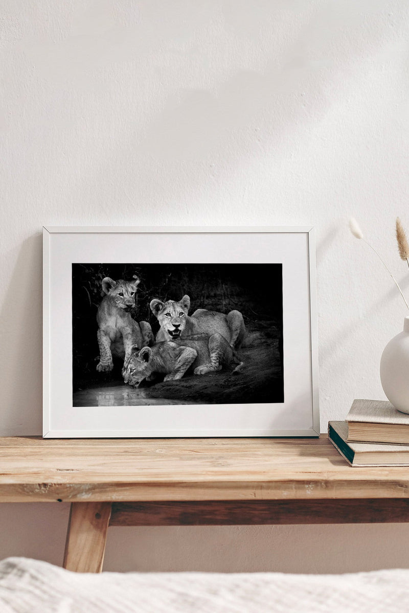 Lion cubs at twilight