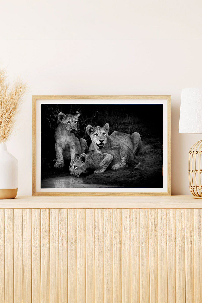 Lion cubs at twilight