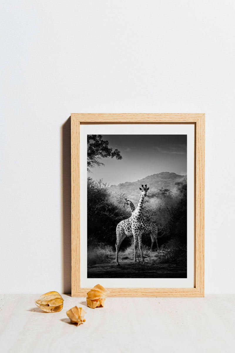 Morning with The Giraffes